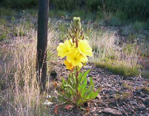 CO Flower.jpg (58301 bytes)